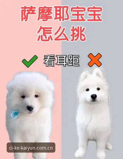 在此刻心动CN新版入口 新手必看:开云体育在此刻心动CN新版入口操作教程,一步到位看懂赛程数据